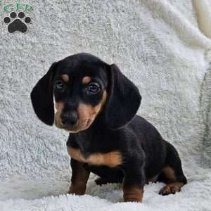 Billy, Dachshund Puppy